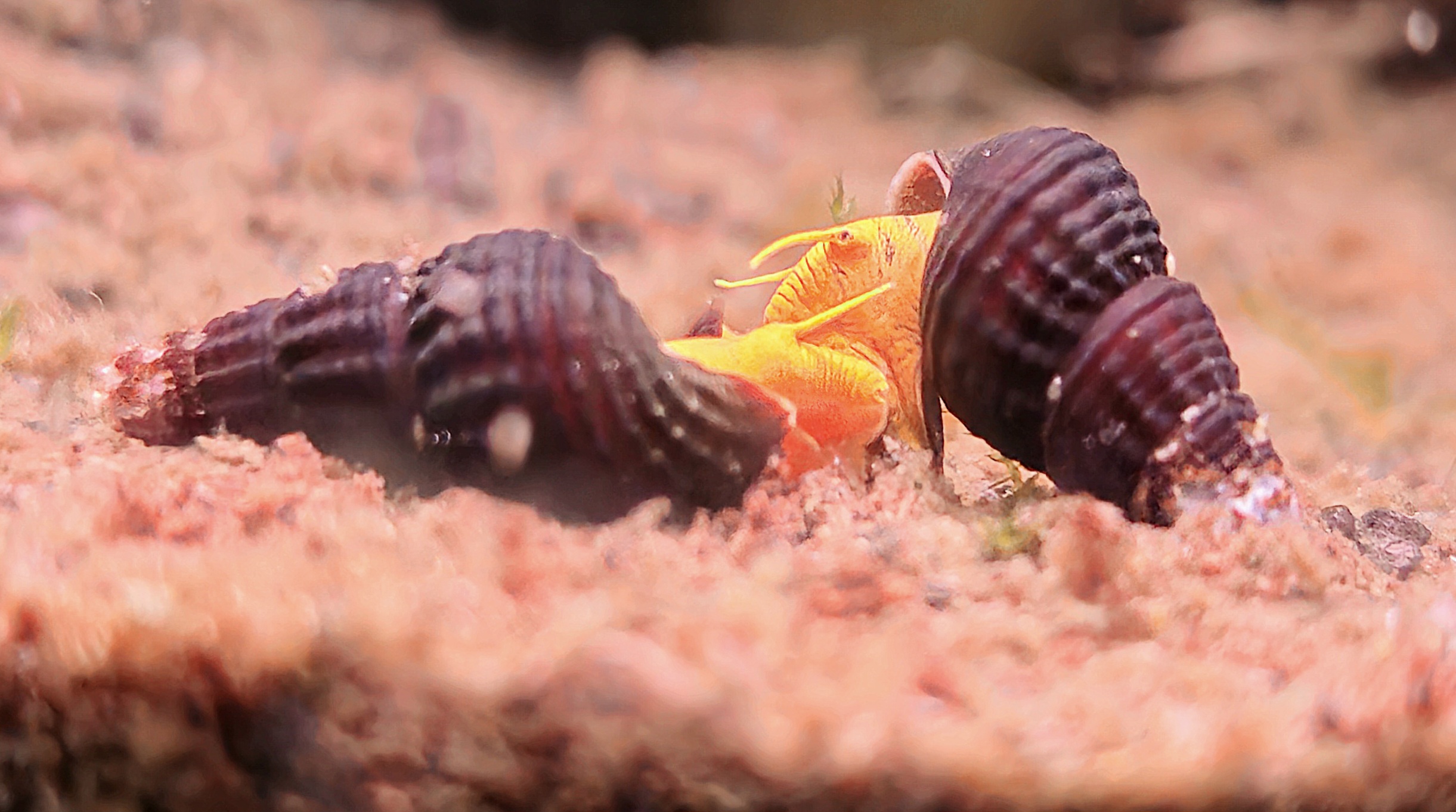Tylomelania sp. Mini Yellow